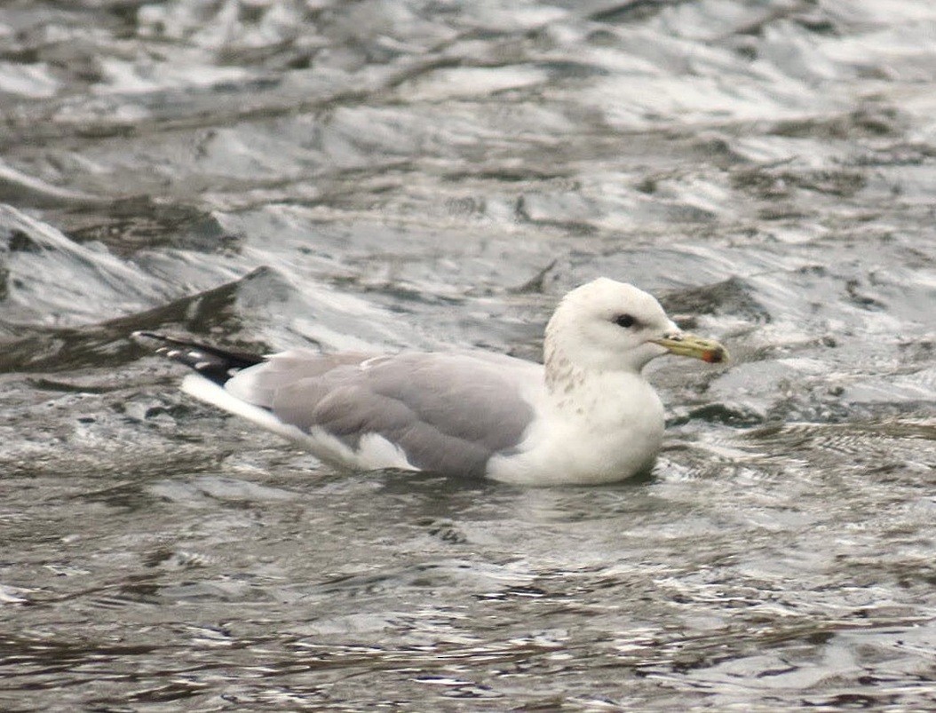 Kalifornienmöwe - ML644592232