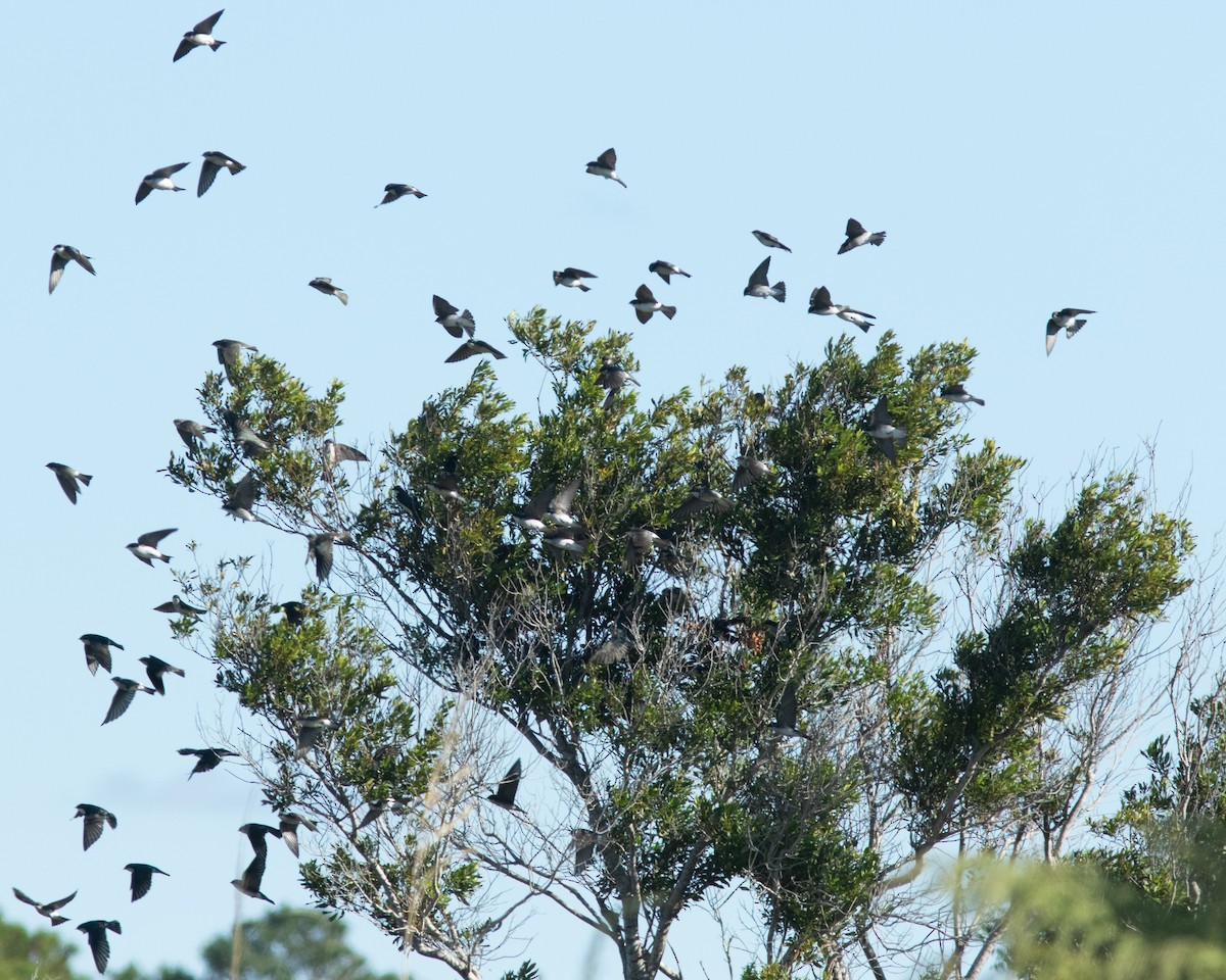 Sumpfschwalbe - ML644592233