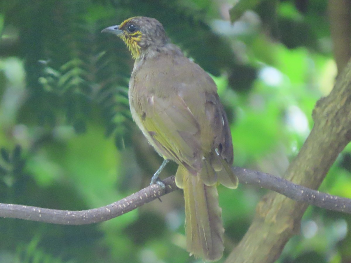 Stripe-throated Bulbul - ML644592234