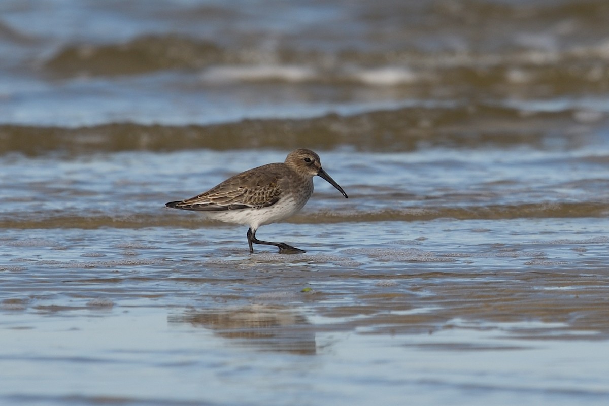 Alpenstrandläufer - ML644592235