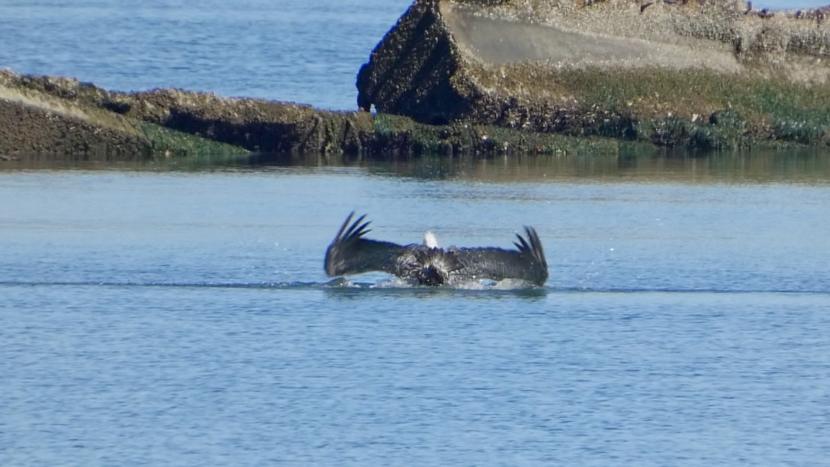 Braunpelikan (californicus) - ML644592236