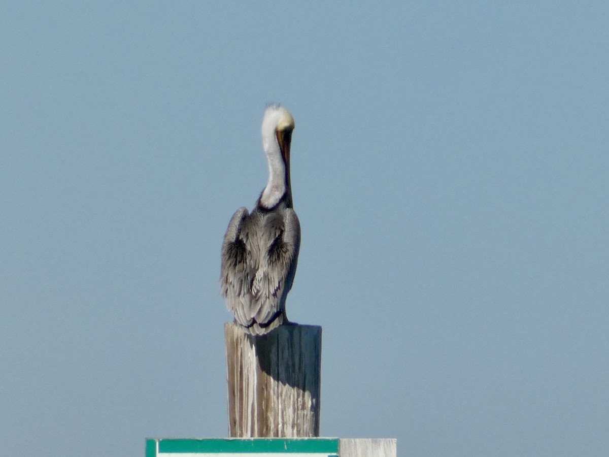 Braunpelikan (californicus) - ML644592237