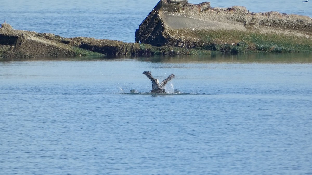 Braunpelikan (californicus) - ML644592240