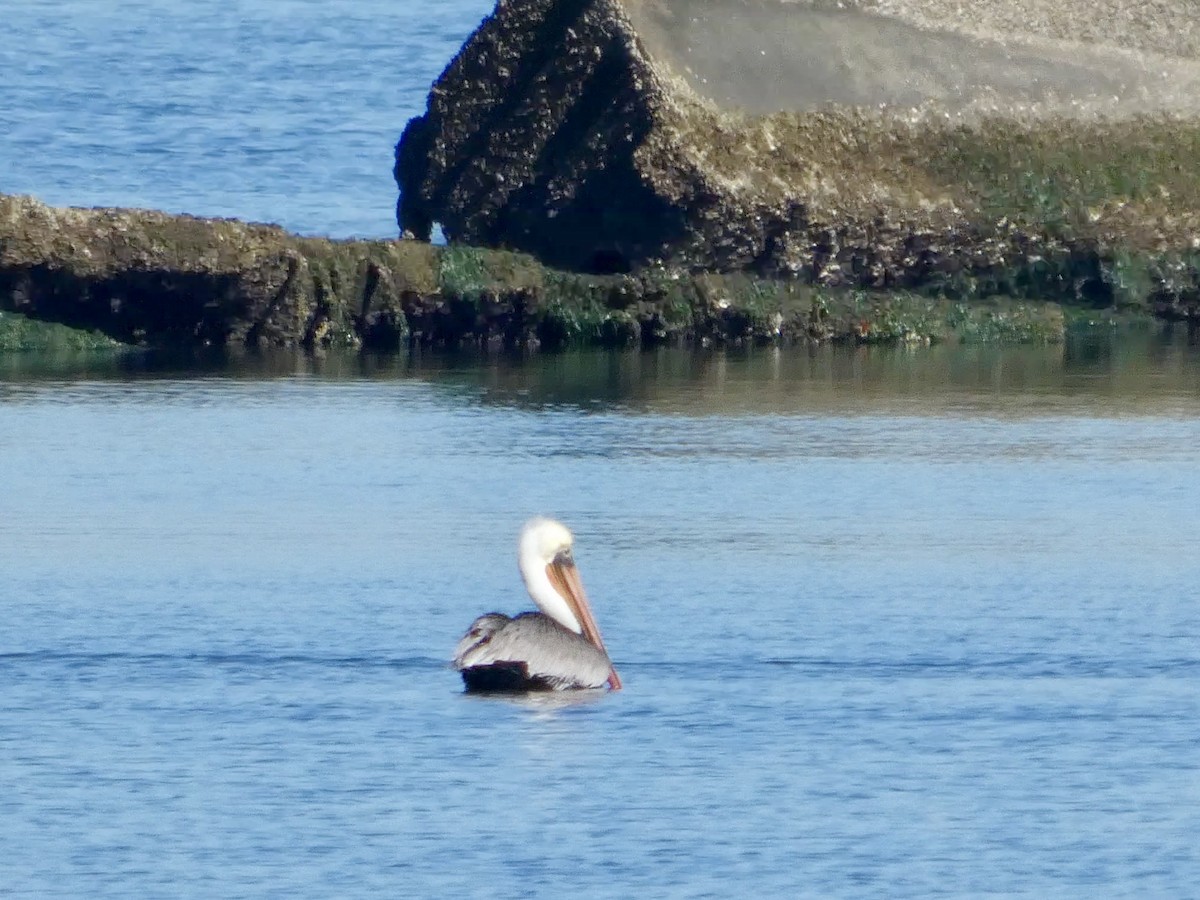 Braunpelikan (californicus) - ML644592241