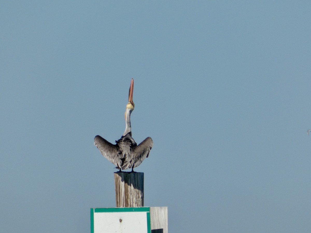 Braunpelikan (californicus) - ML644592243