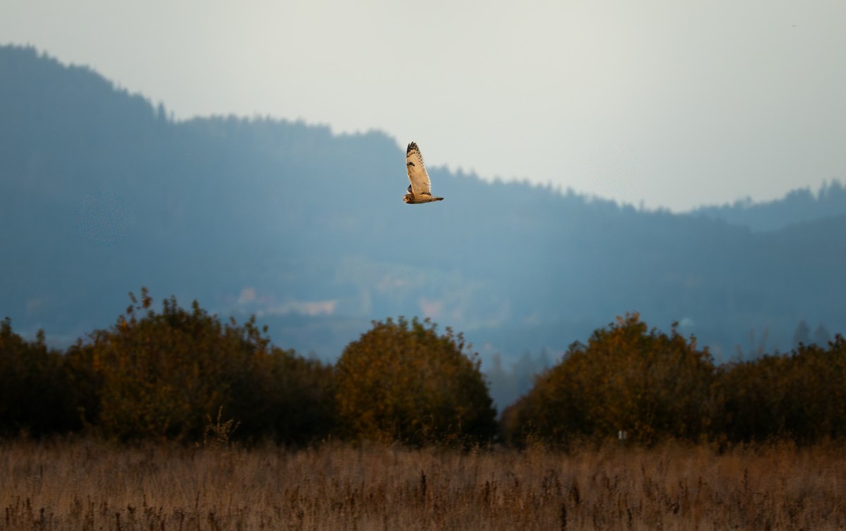 Short-eared Owl - ML644592251