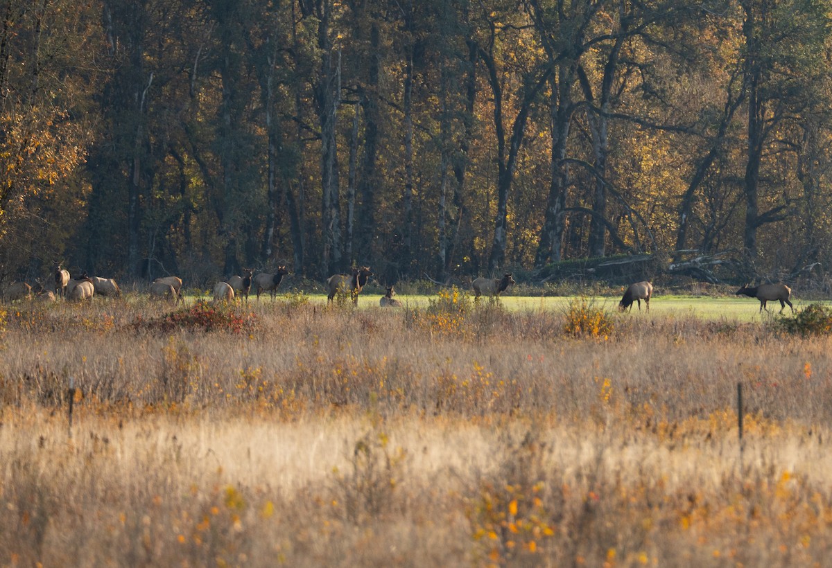 Animals - ML644592258