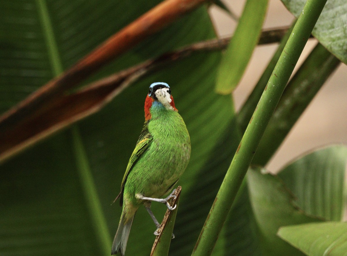 Tangara Militar - ML644592259