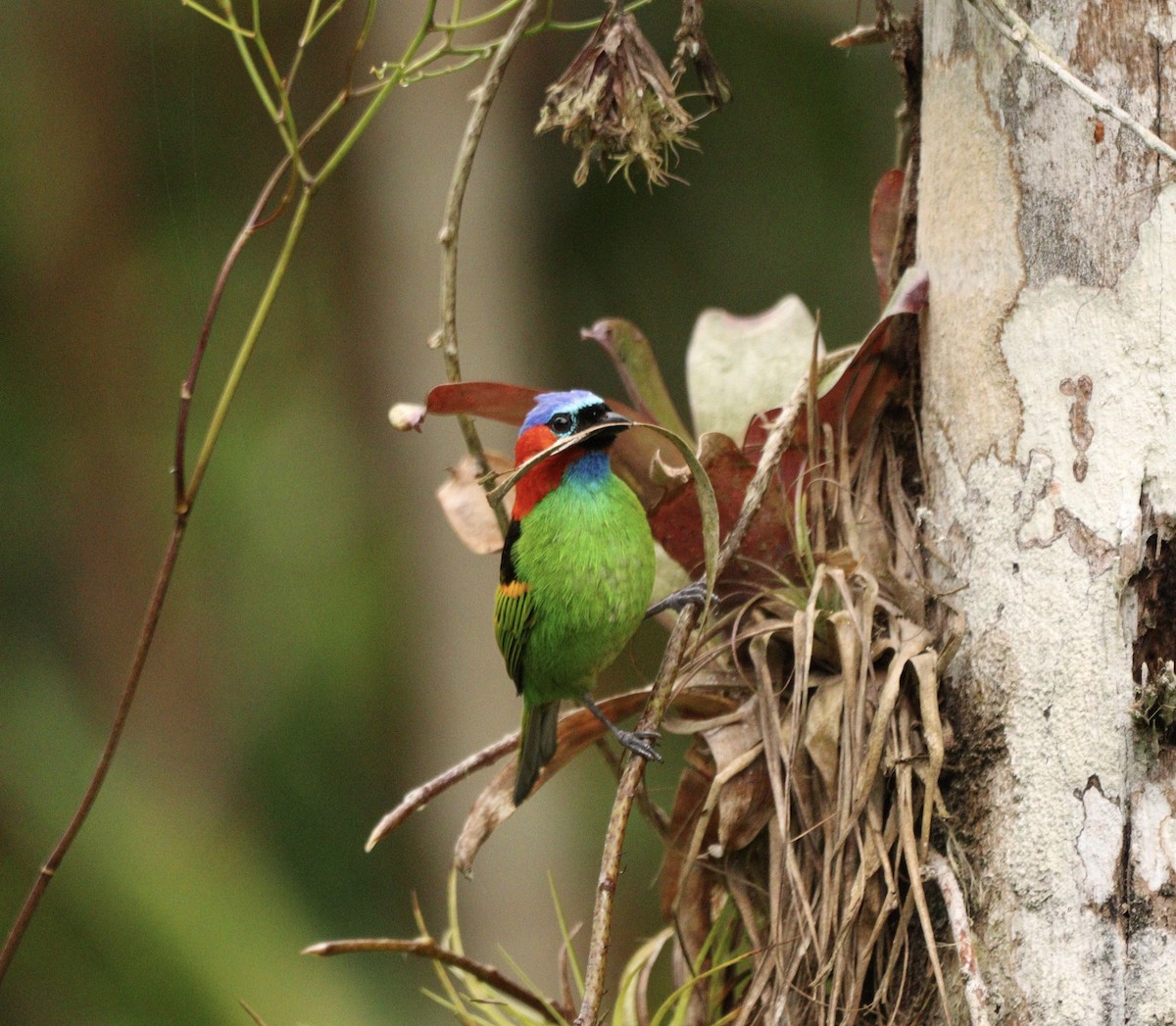 Tangara Militar - ML644592260