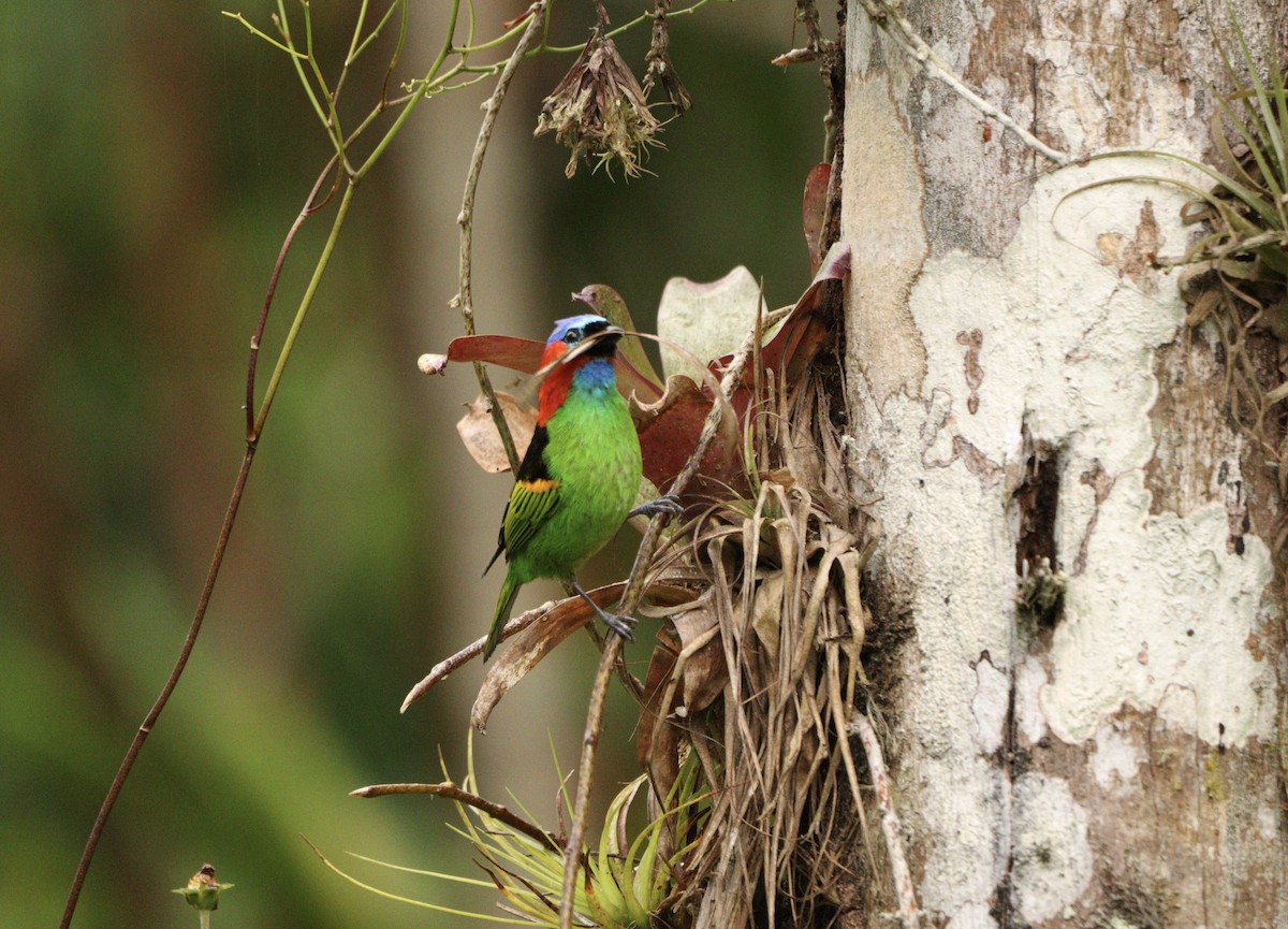 Tangara Militar - ML644592261