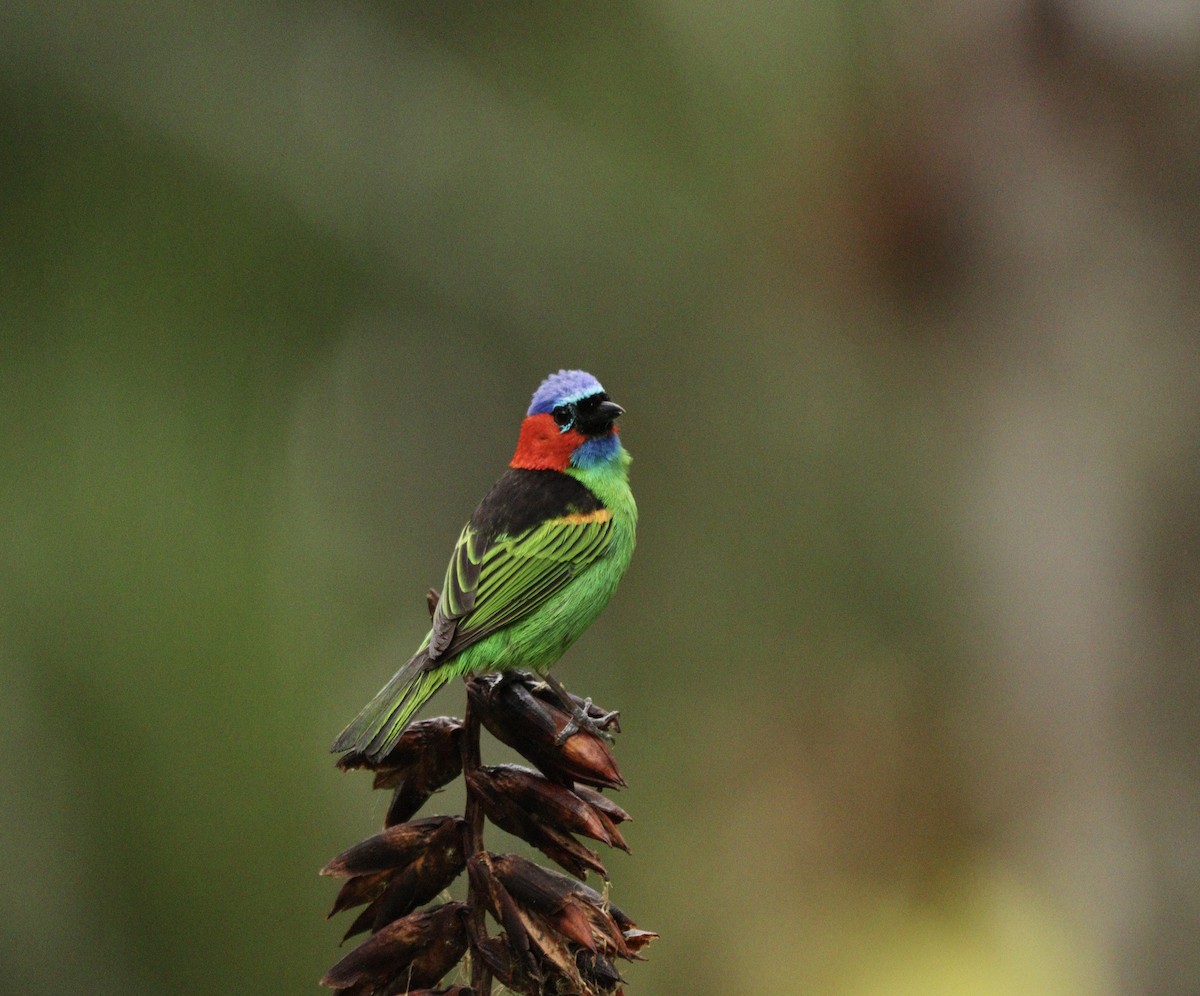 Tangara Militar - ML644592262