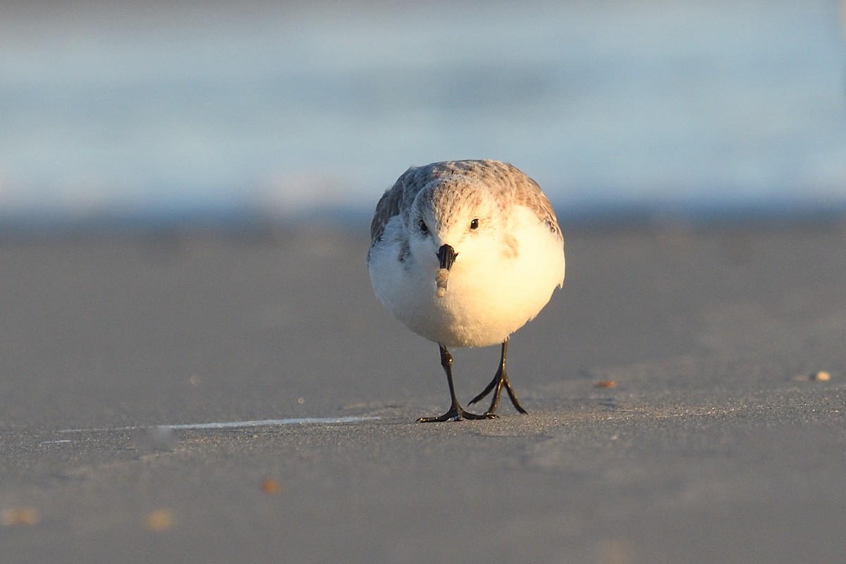 三趾濱鷸 - ML644592266