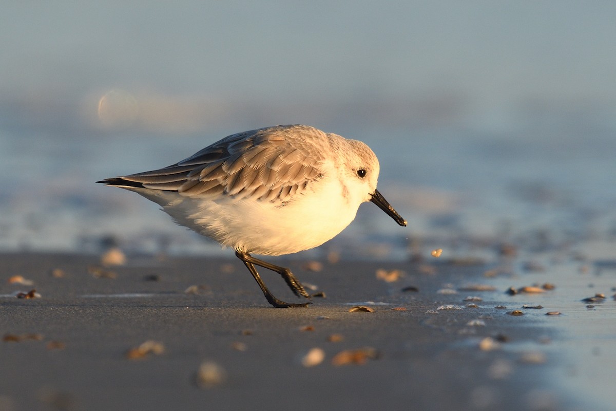 三趾濱鷸 - ML644592270