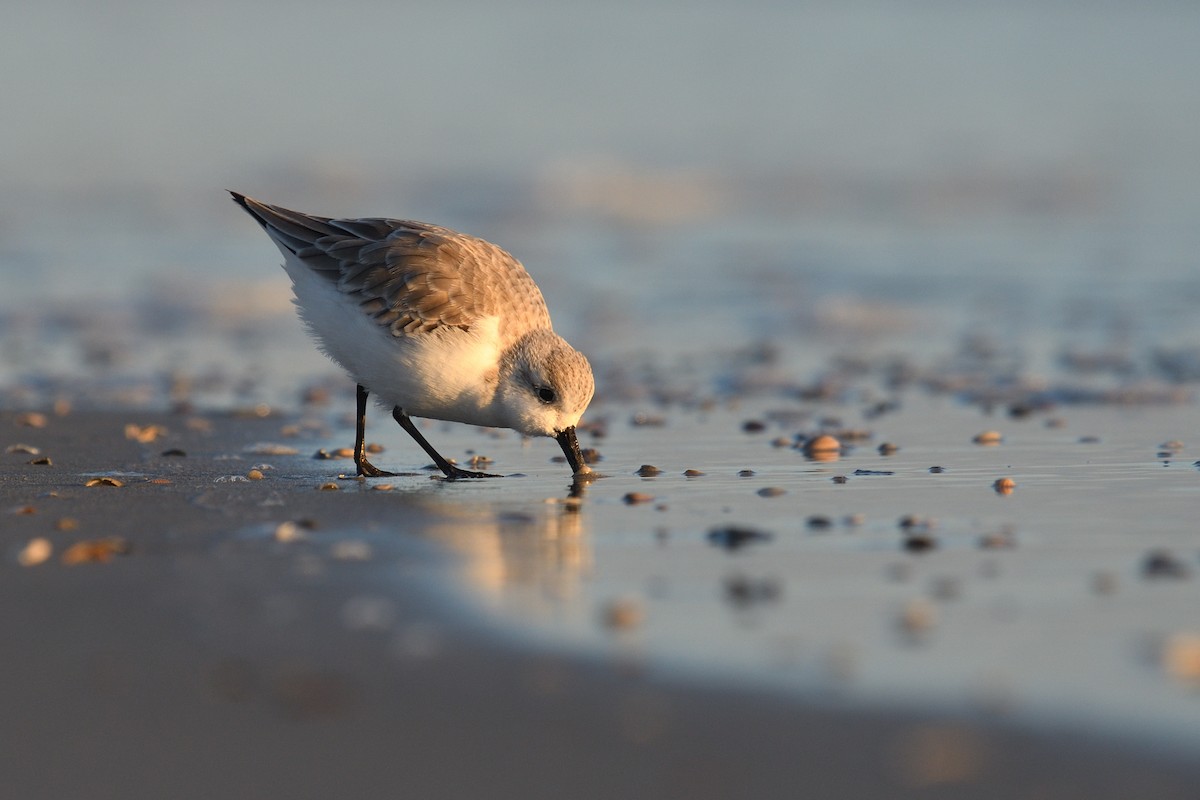 三趾濱鷸 - ML644592271