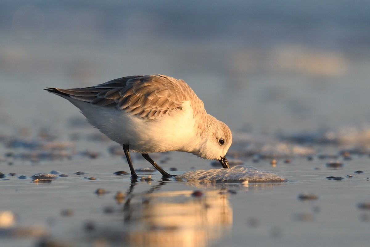 三趾濱鷸 - ML644592272