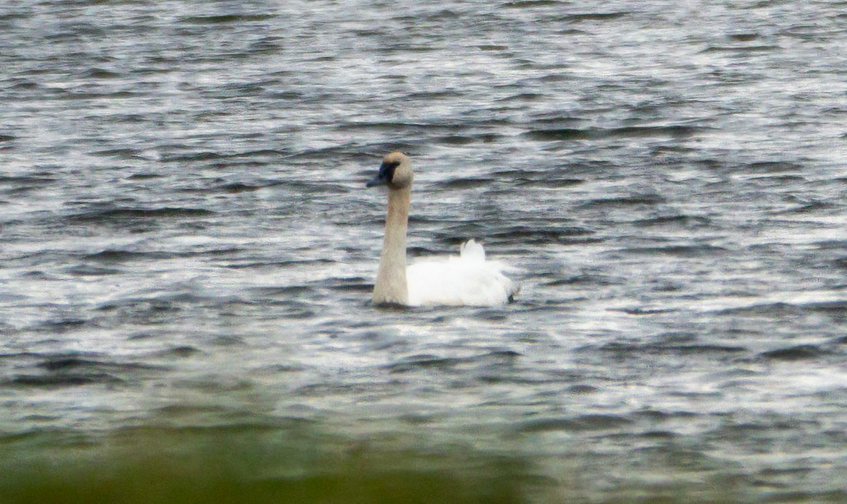 Trumpeter Swan - ML644592277