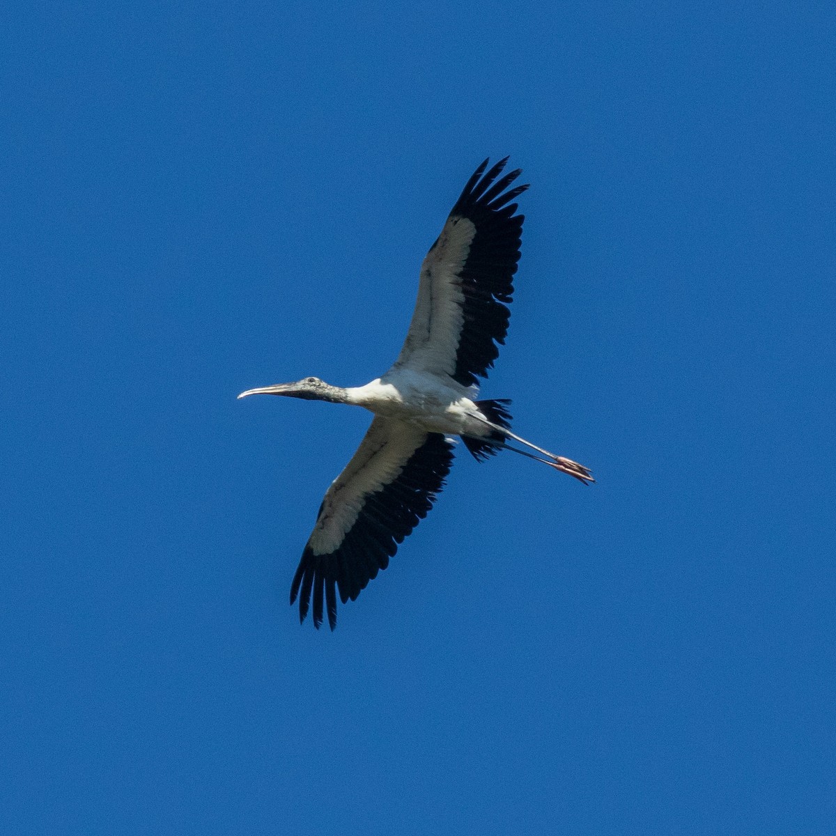 Tantalo amerikarra - ML644592279