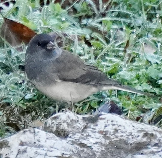 Dark-eyed Junco - ML644592281