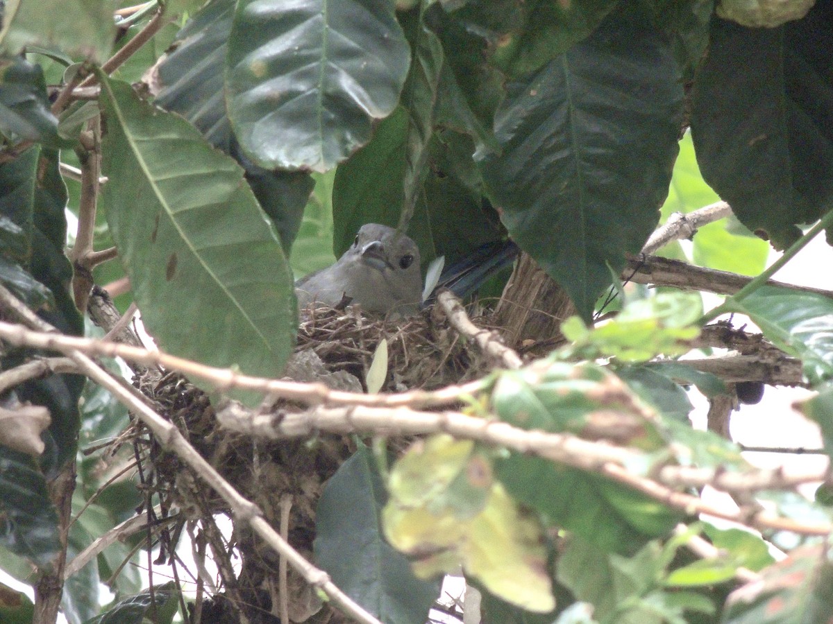 Sayaca Tanager - ML644592289