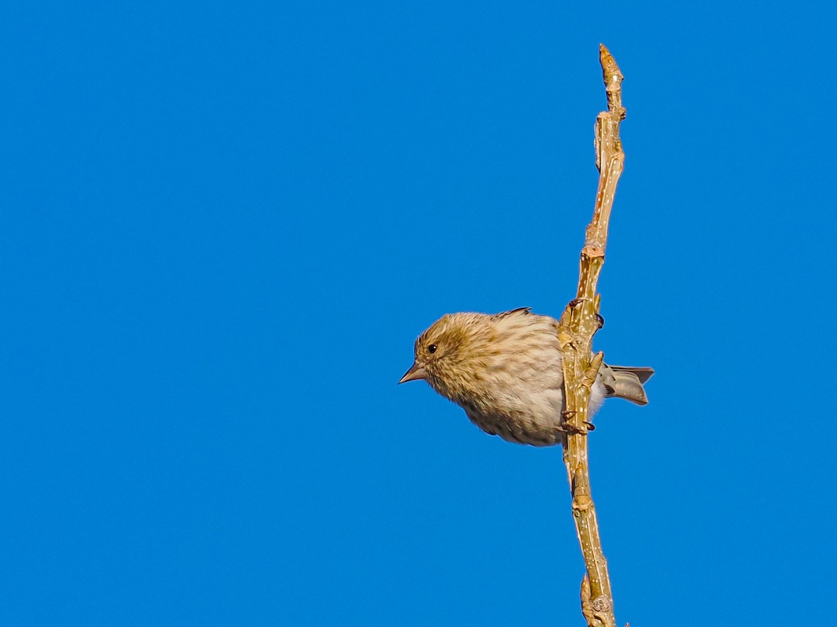 Pine Siskin - ML644592292