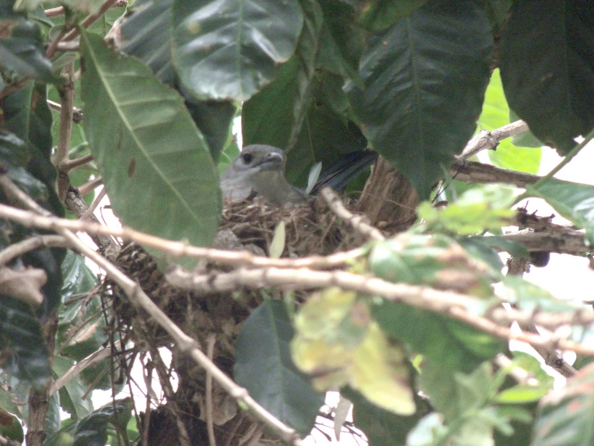 Sayaca Tanager - ML644592293