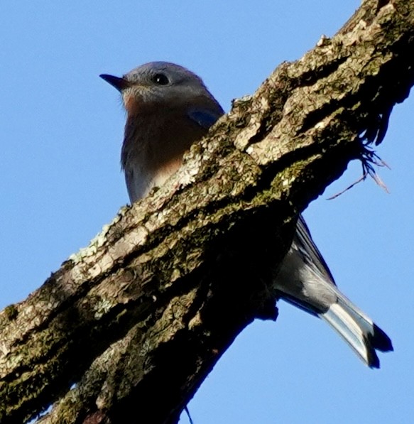 Eastern Bluebird - ML644592295