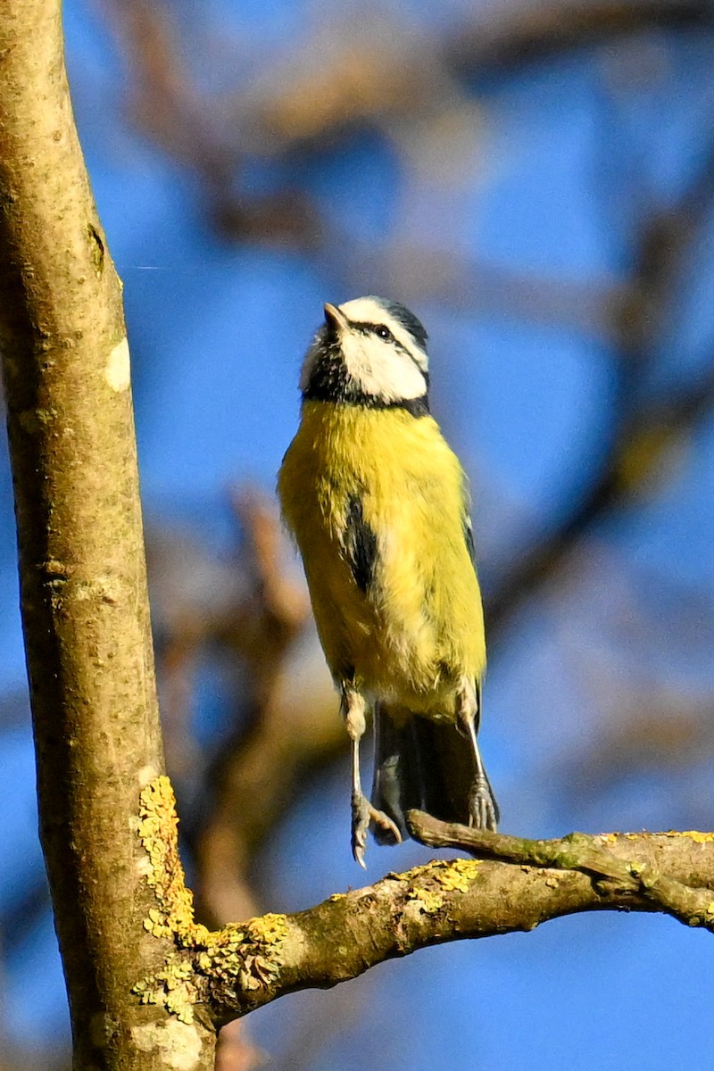 Eurasian Blue Tit - ML644592301