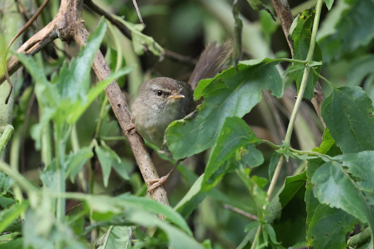 Aberrant Bush Warbler - ML644592303