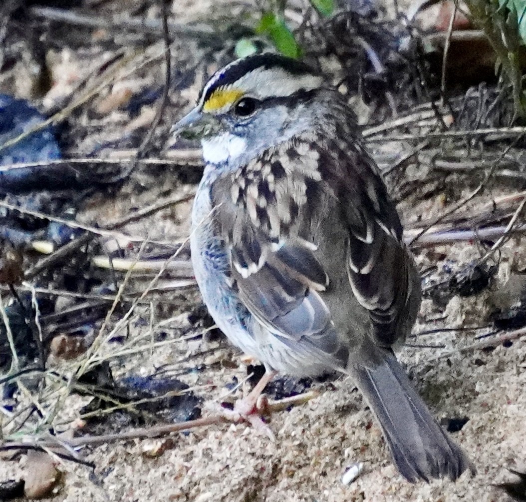 White-throated Sparrow - ML644592305