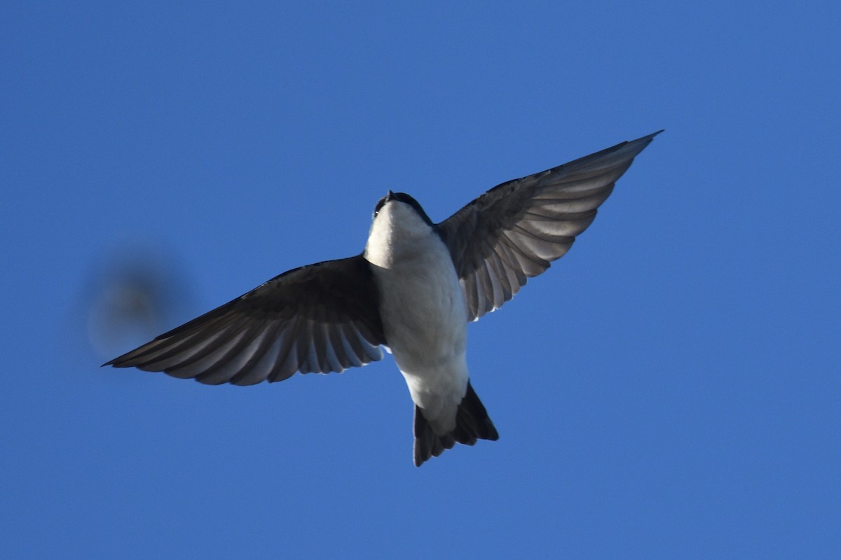 סנונית עצים - ML644592307