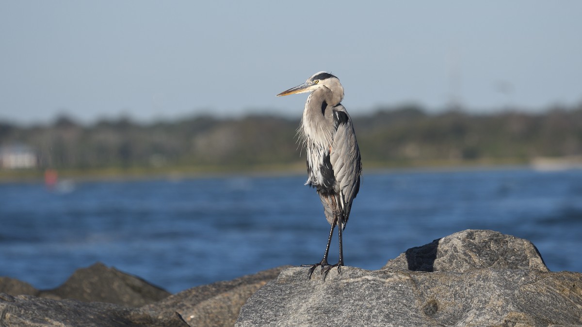 Amerika Gri Balıkçılı - ML644592310