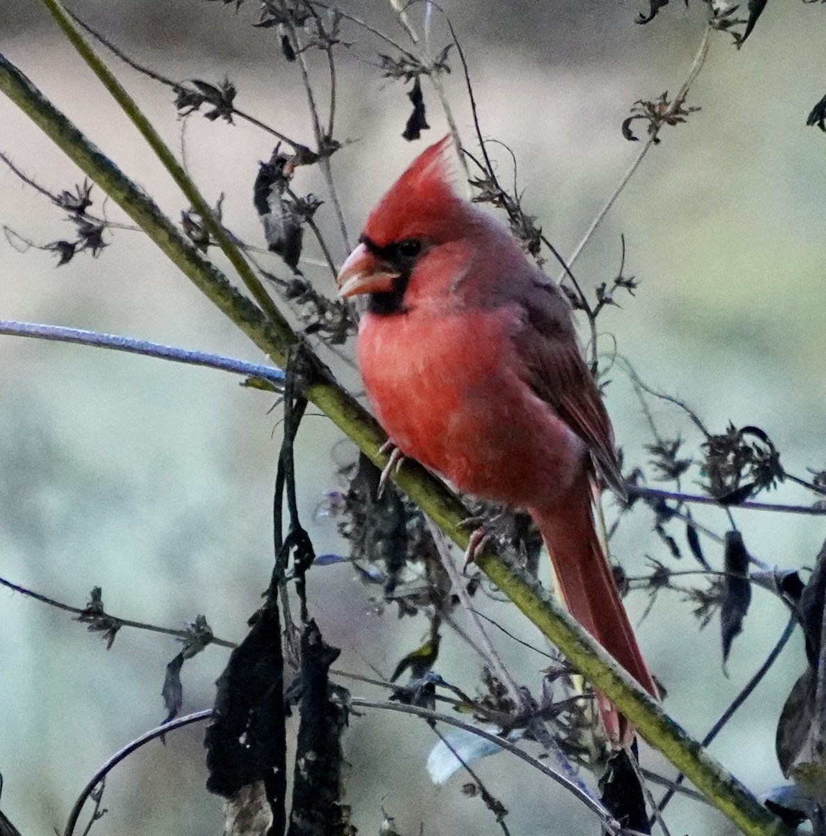 Northern Cardinal - ML644592311