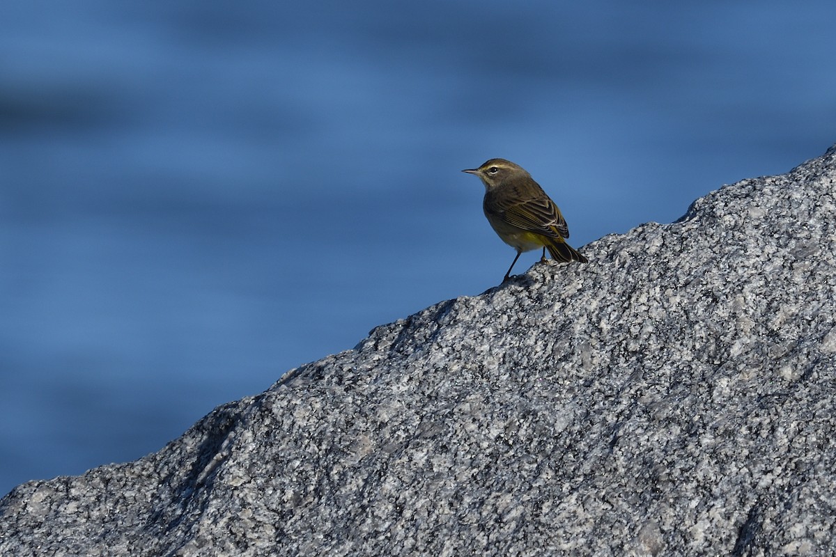 סבכון חום-כיפה - ML644592313