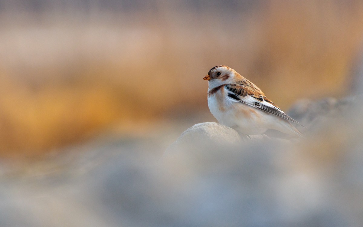 ユキホオジロ - ML644592319