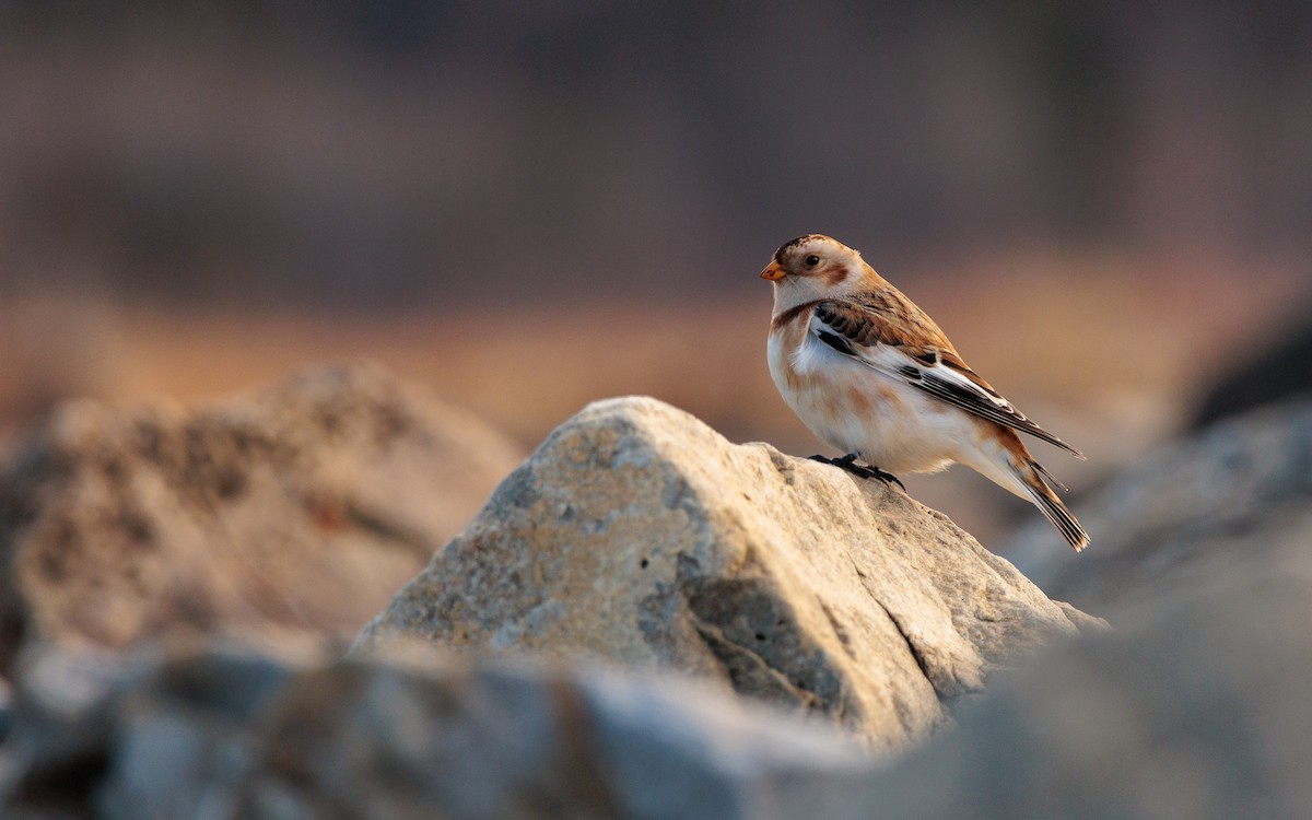 ユキホオジロ - ML644592321