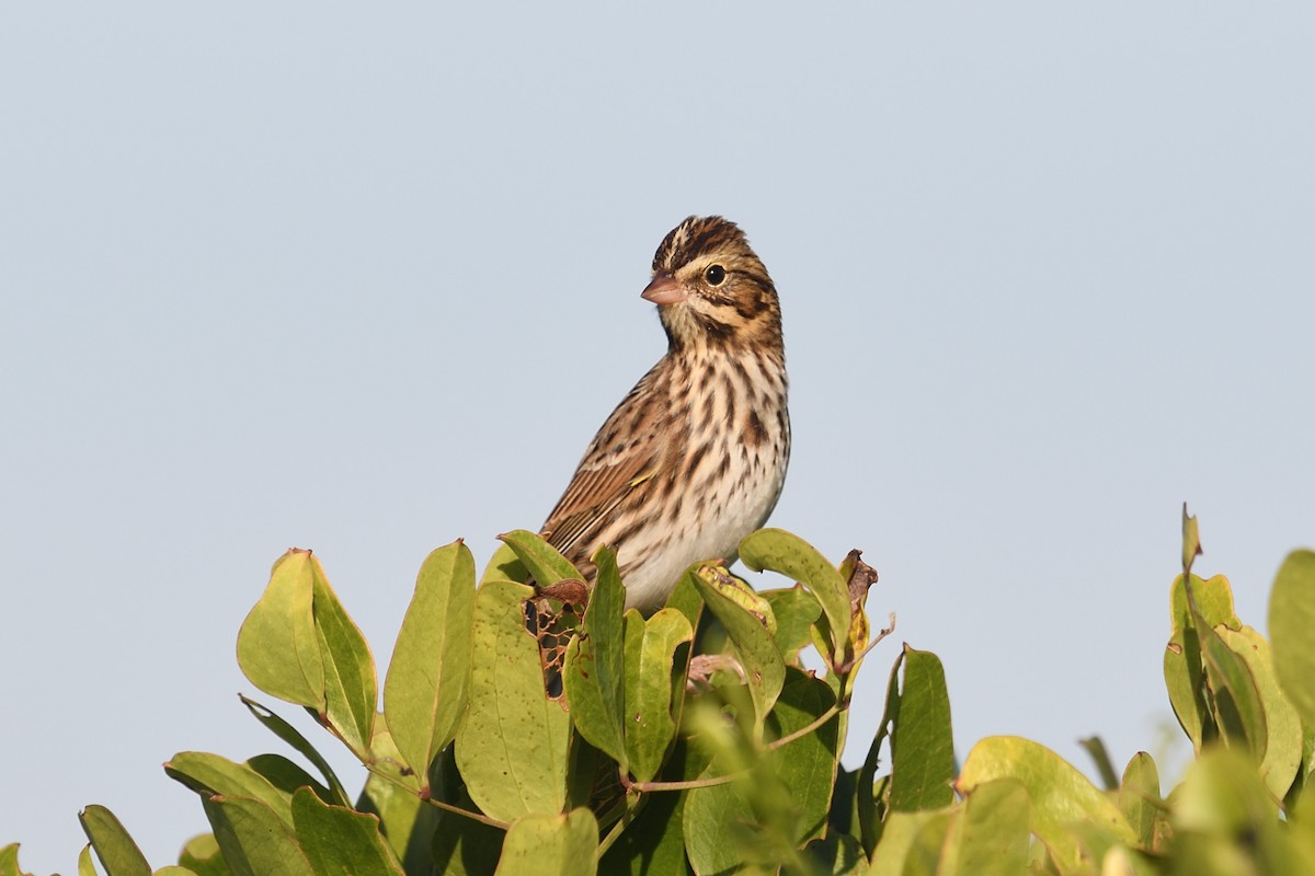 גיבתונית ערבות - ML644592324