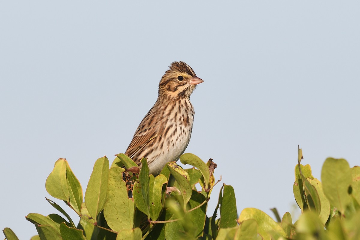 גיבתונית ערבות - ML644592325