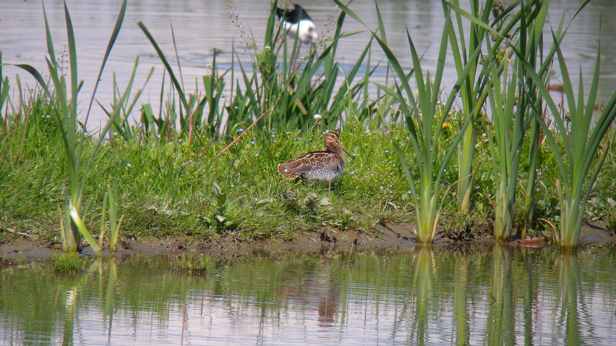 Agachadiza Común - ML644592327