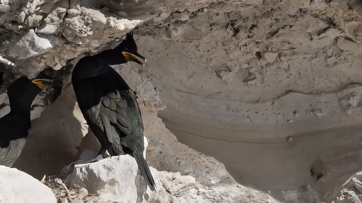 Ubarroi mottoduna - ML644592328