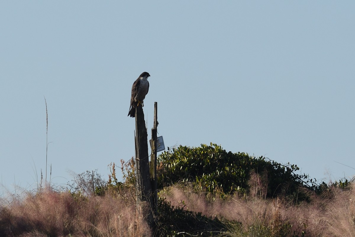 בז נודד - ML644592329