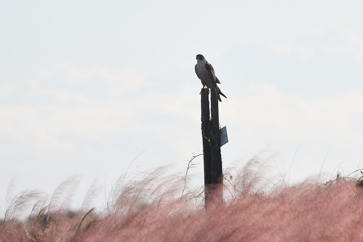 בז נודד - ML644592331