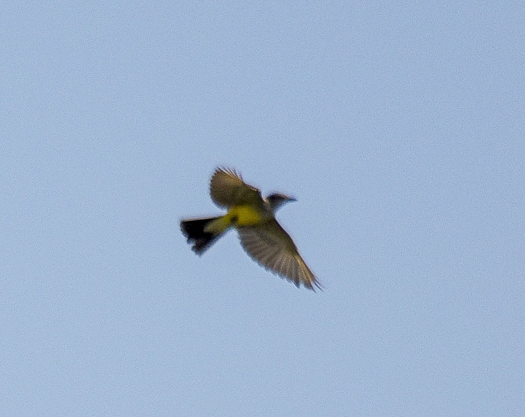 Western Kingbird - ML644592336