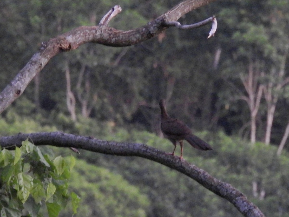 Tüpfelguan - ML644592340