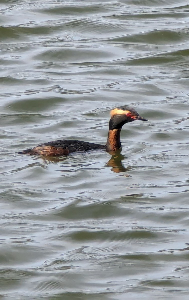 Horned Grebe - ML644592343