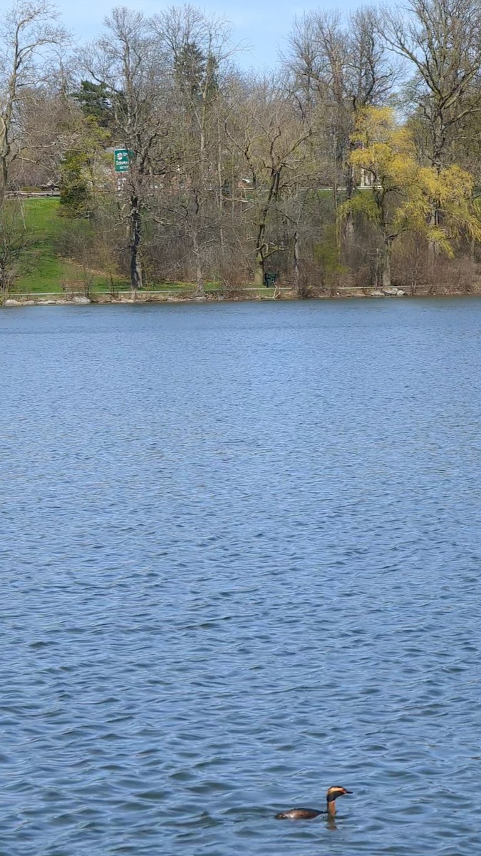 טבלן לבן-לחיים - ML644592346