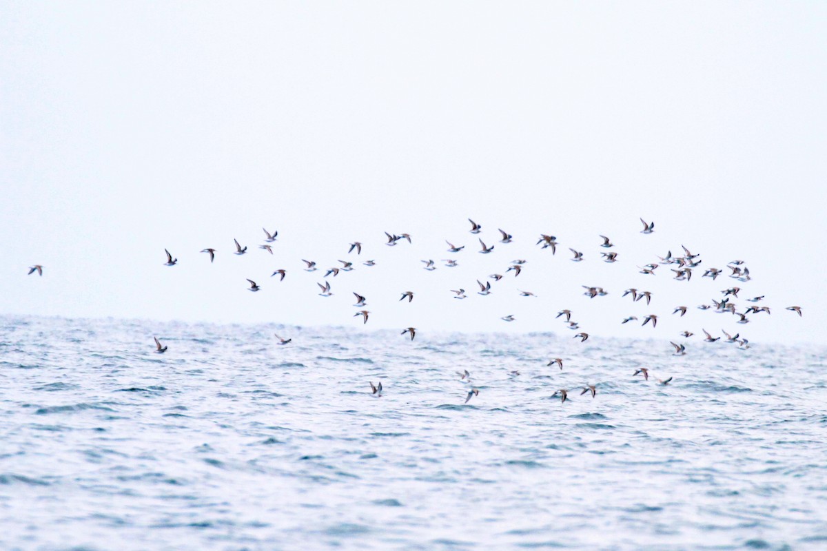 חופית אלפינית - ML644592348