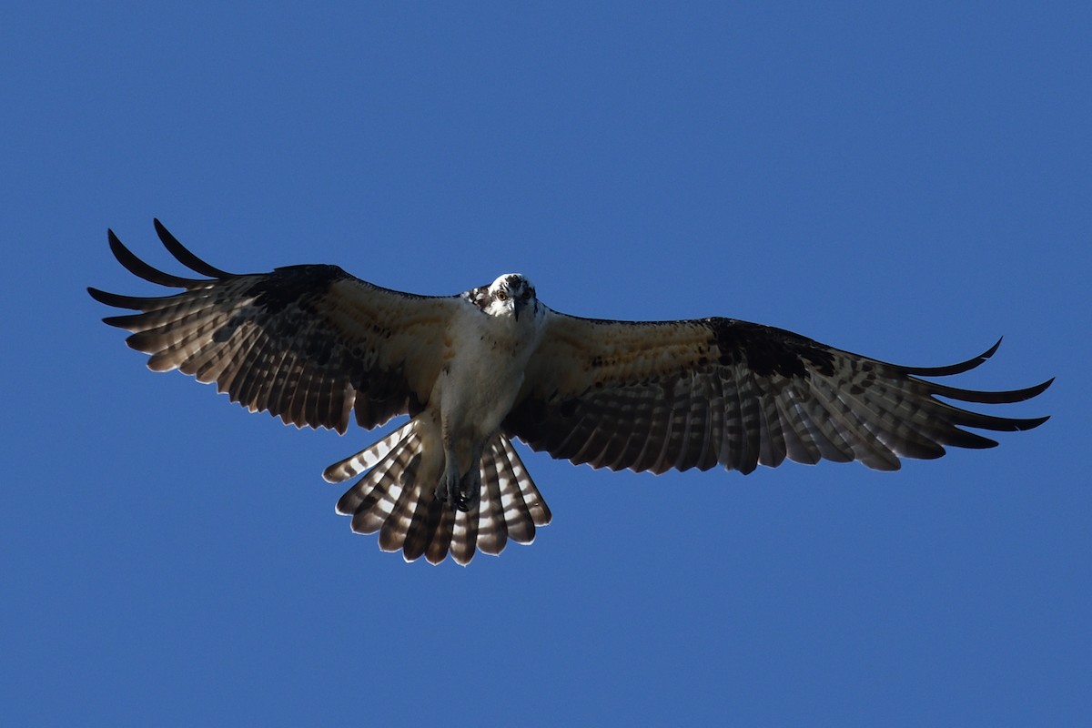 שלך - ML644592350