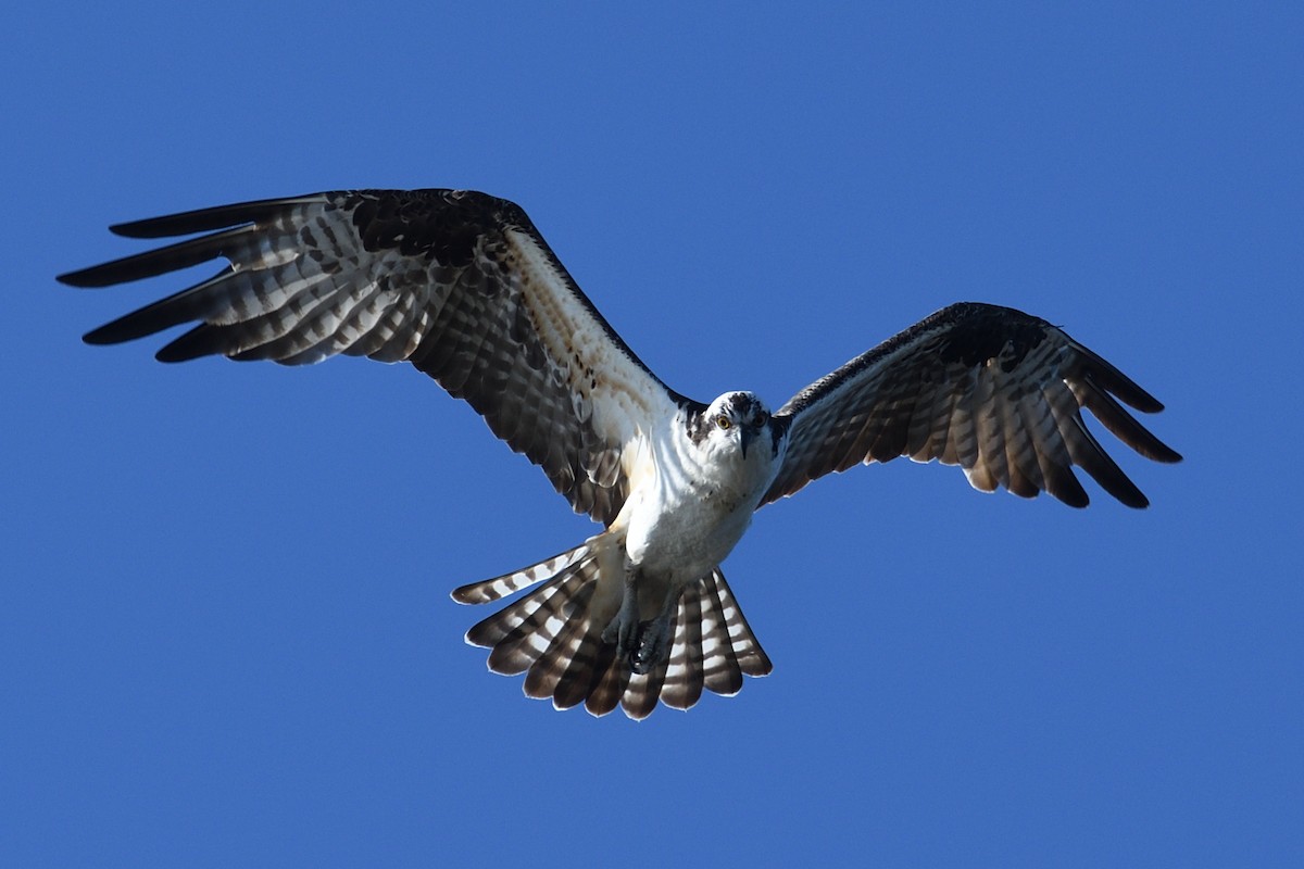 שלך - ML644592353