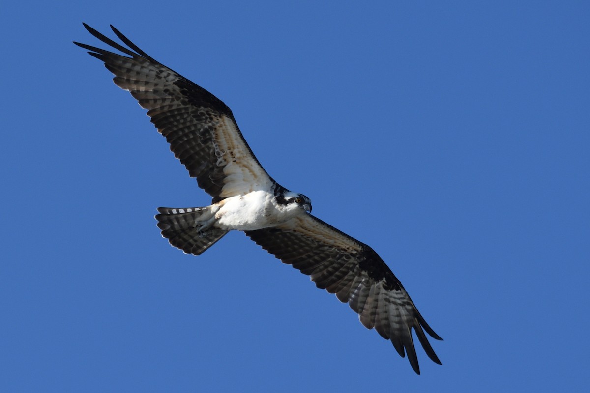 שלך - ML644592354