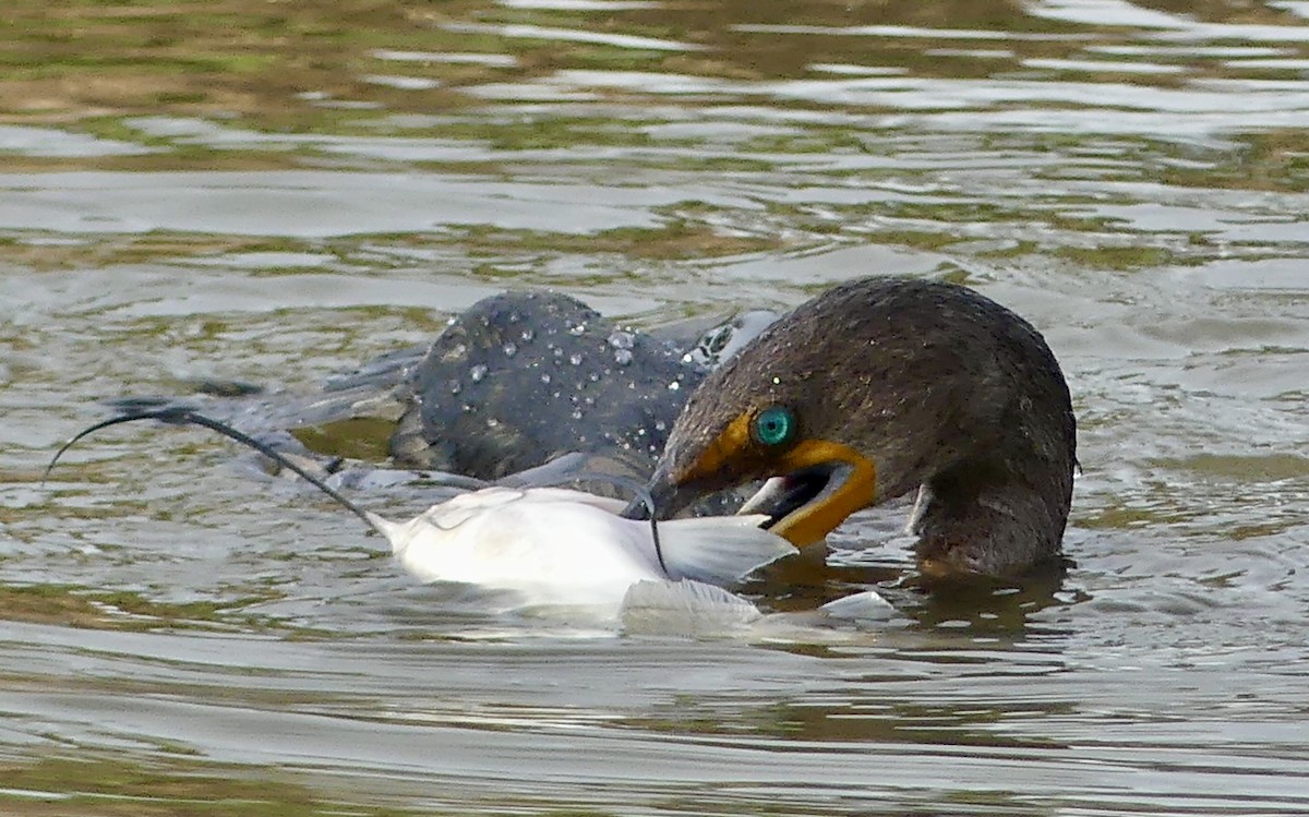 קורמורן אמריקני - ML644592359